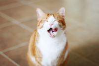 自制水果罐头的做法步骤