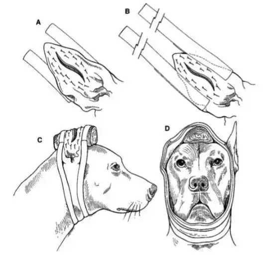 Dog ear diseases