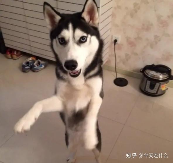 最"忘恩负义"的5种狗,给点吃的,就跟人跑了!