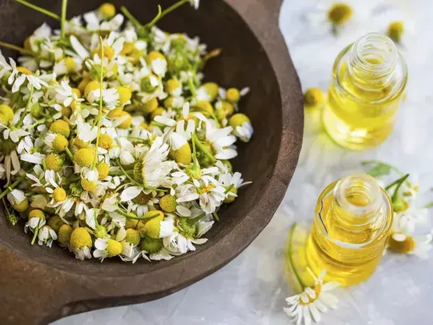 食野之苹伍罗马洋甘菊菊花脑