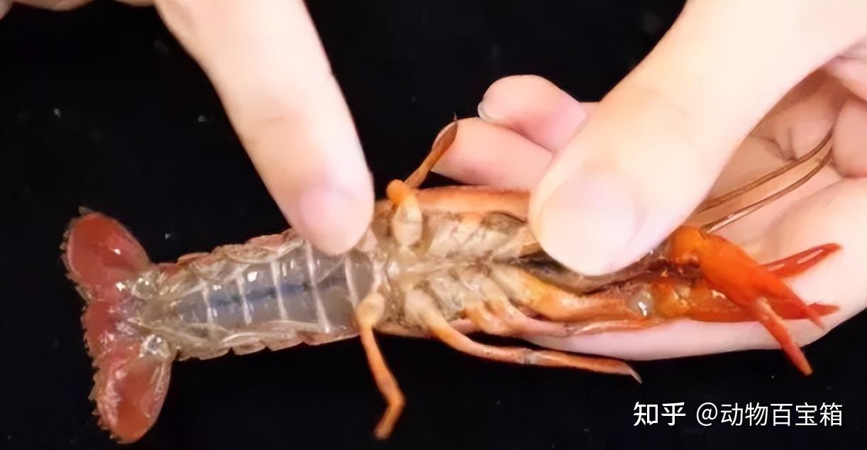 小龙虾头部的黄色物质到底是虾黄还是虾屎看完总算明白了