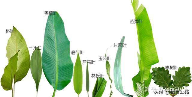 箬竹叶通常我们都用竹叶包粽,这里的竹叶一般是指箬竹叶或粽叶芦,两者