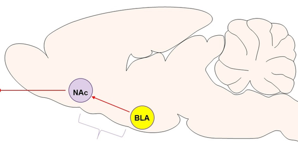 科学家在大鼠上发现,从行为表现来看,伏隔核核心以及基底外侧杏仁核