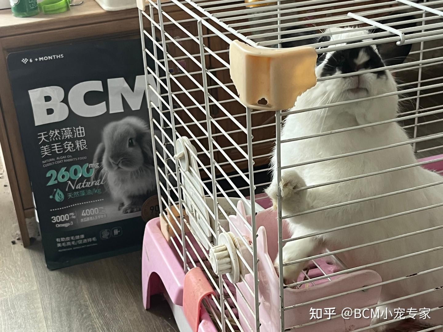 520特别活动—关爱兔兔，共创美好未来 - 知乎
