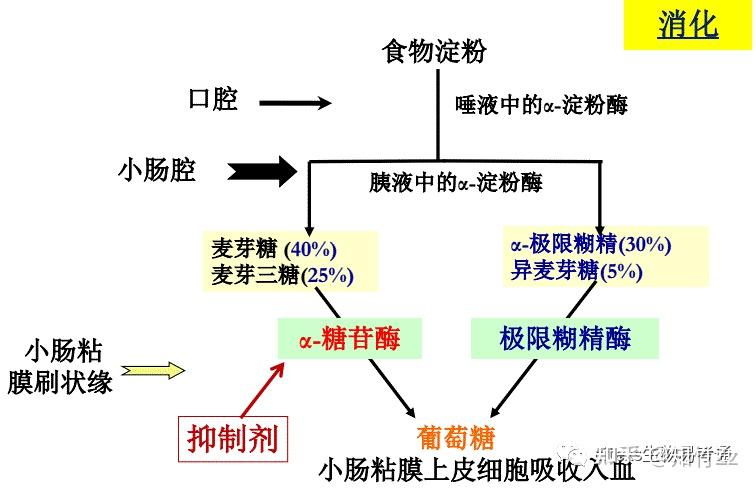 生物化学高频考点(三十三)之糖代谢概述内容及思维导图