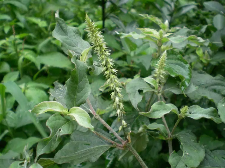 85,白花鸡掇鼻 - 知乎