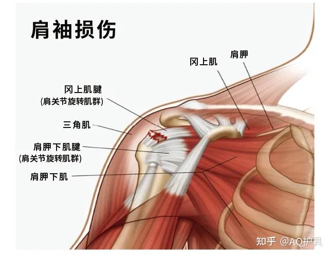 人体肩膀结构示意图图片