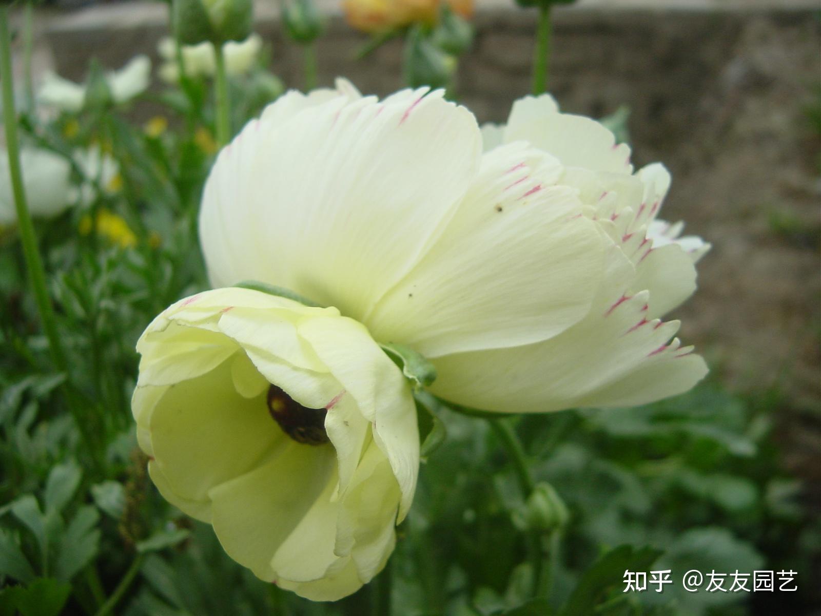 白色花毛茛带着几分仙气赏心悦目高雅别致