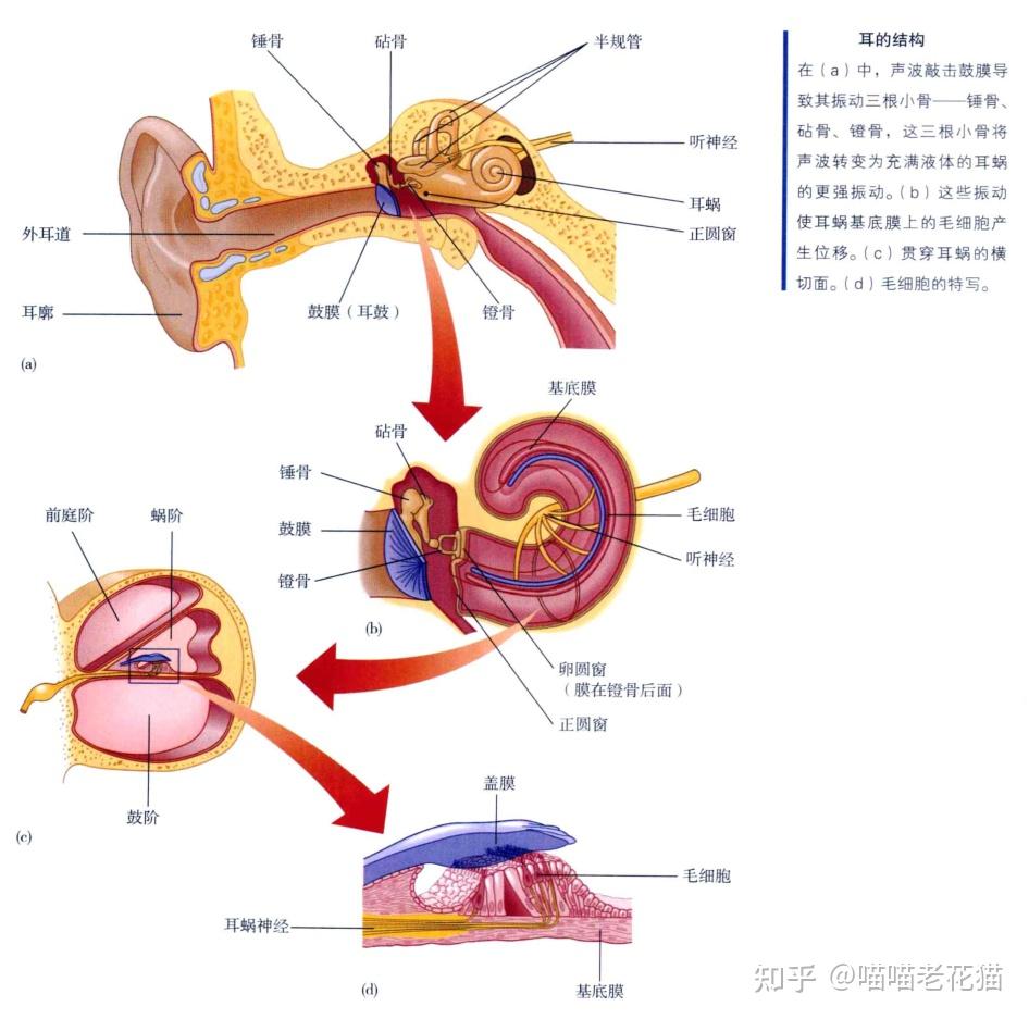 耳蜗中的液体波刺激毛细胞,将信息传递给大脑