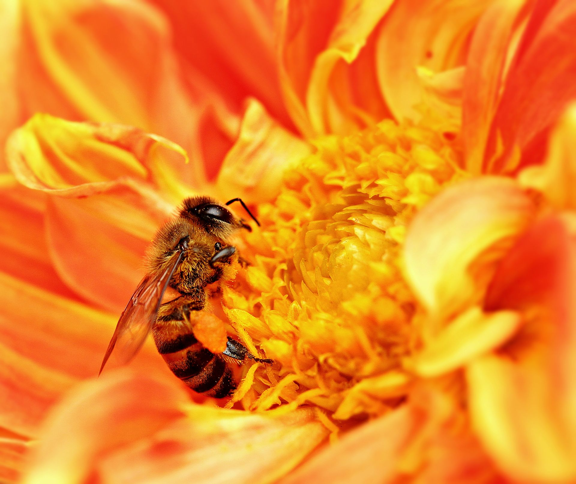 蜂蜜是蜜蜂屎？一滴蜂蜜背后的故事，告诉你蜂蜜是怎么形成的 - 知乎