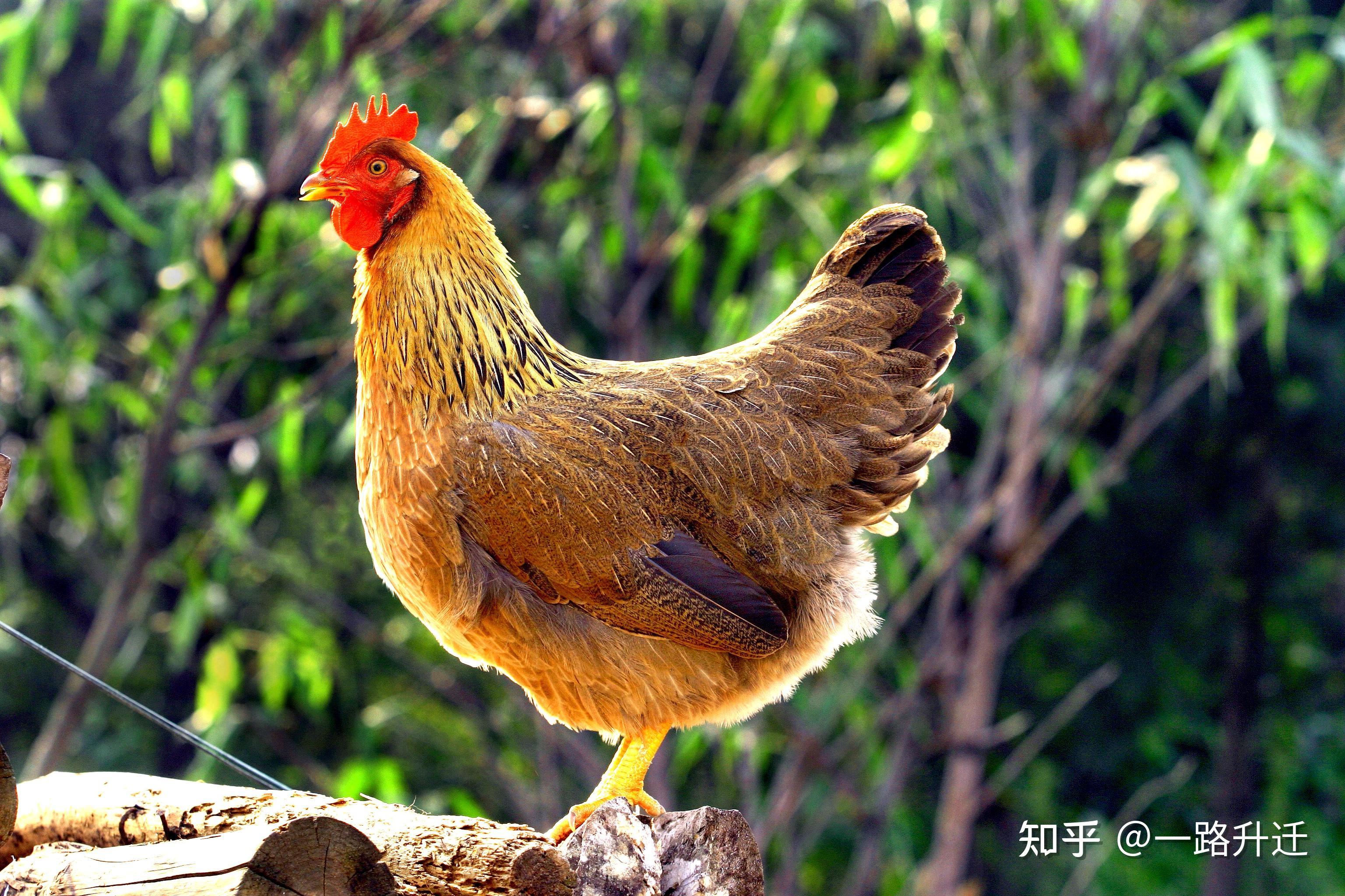 2022年,天农集团对凤中皇清远鸡品牌进行升级,焕发凤中皇清远鸡品牌的