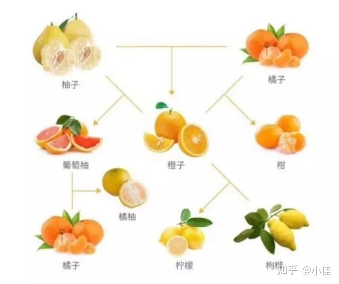 桔子,橘子,橙子,柑橘有什么区别?