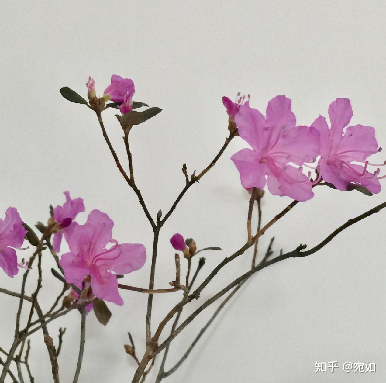 禁止买卖的干枝杜鹃探究它背后不为人知的秘密