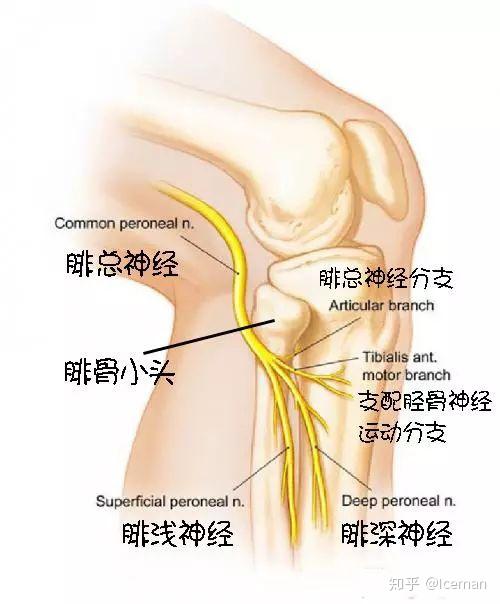 筋膜枪你用对了吗 附 禁忌须知 知乎