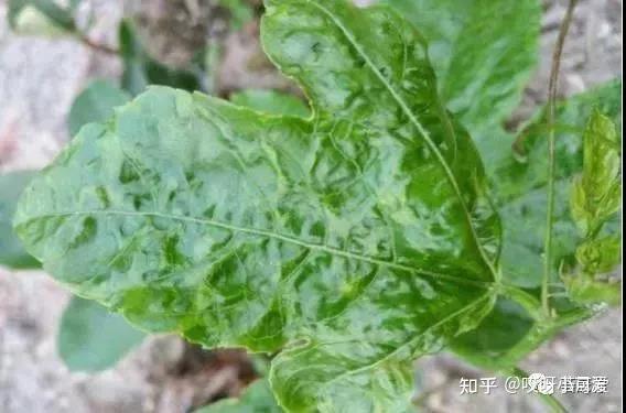百香果种植中常见的害虫 - 知乎