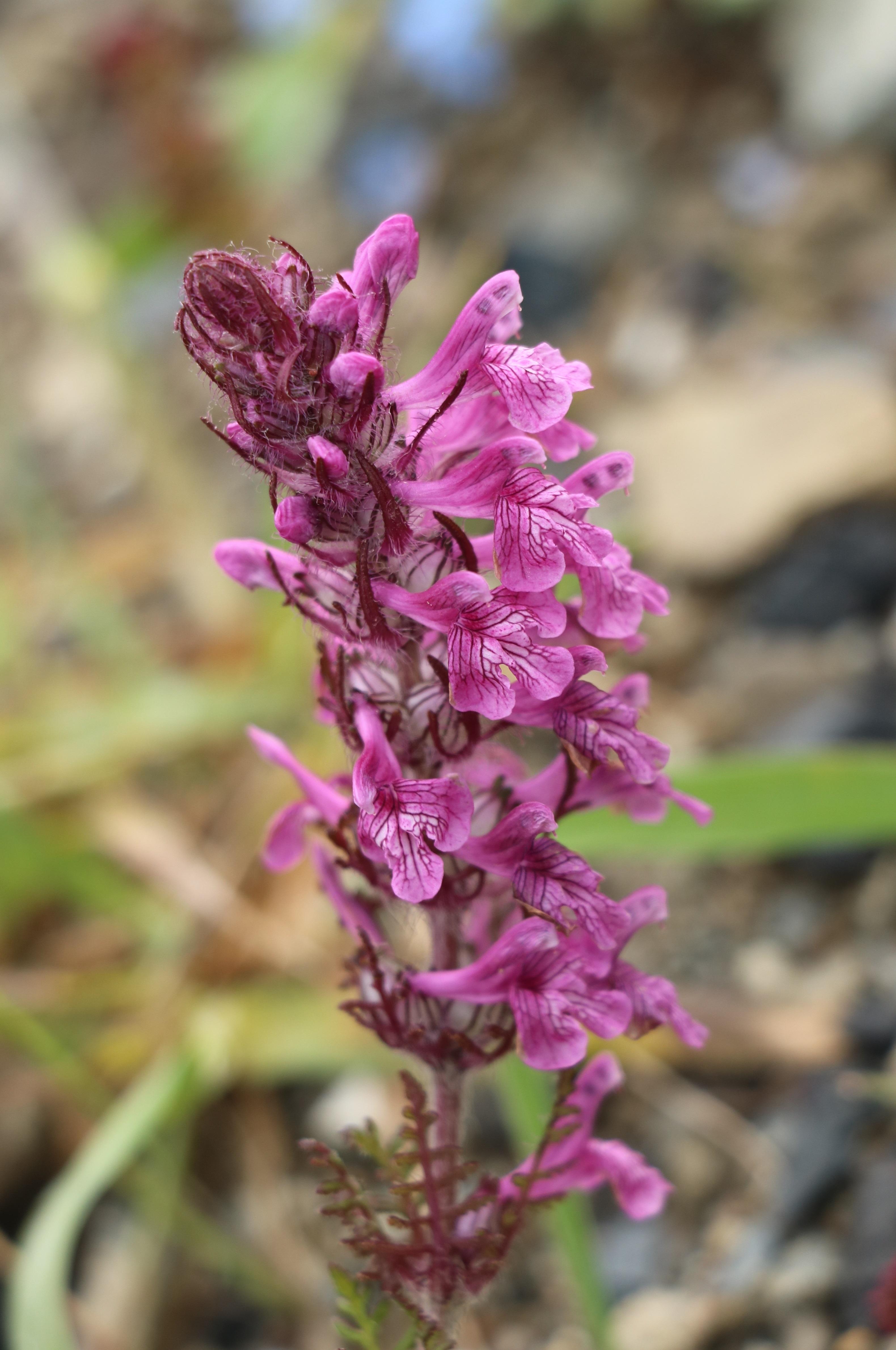 自然足迹横断山区植物小记九列当科马先蒿属松蒿属