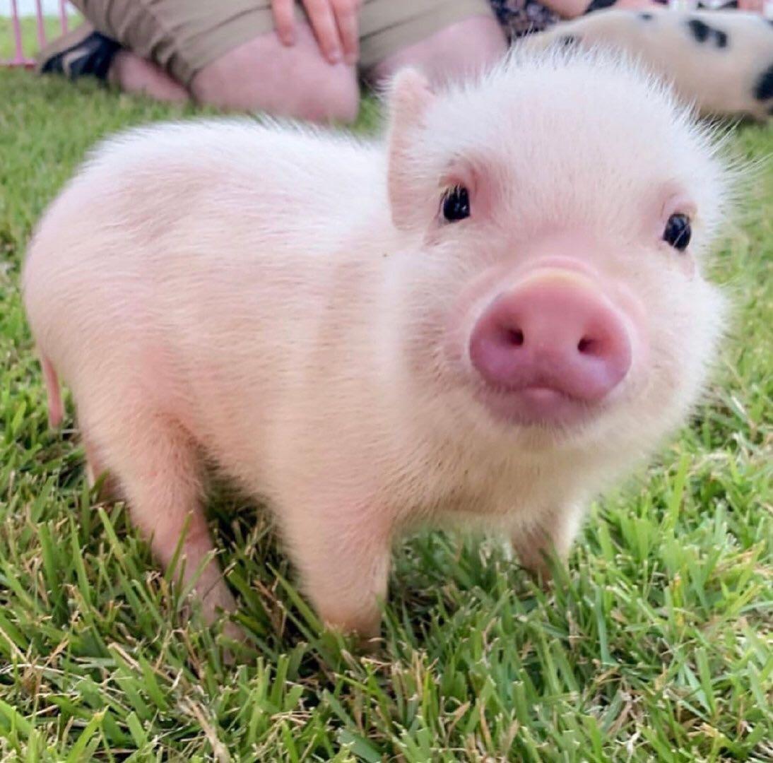 今年年底生猪价格还会上涨吗还是会继续下跌