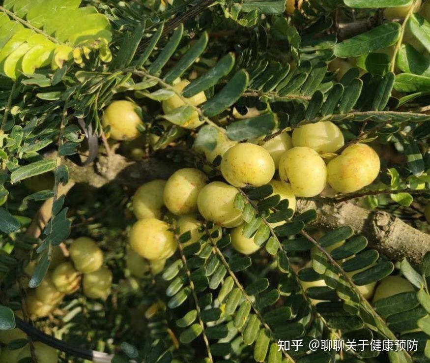 2果大口吃,身体或干干净净 - 知乎