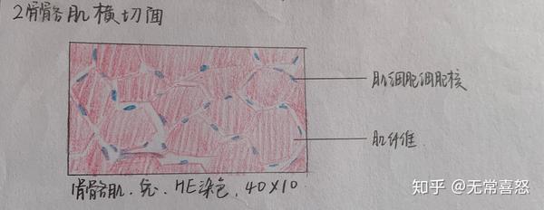 肌组织红蓝铅笔手绘图图片