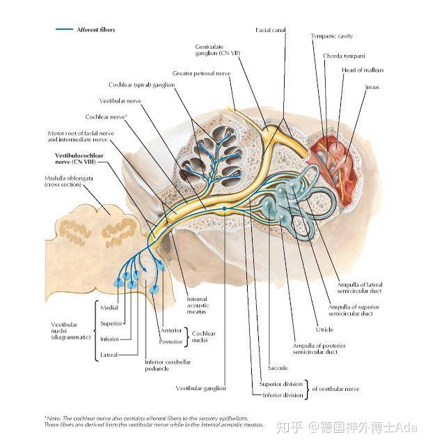 面神经与听神经解剖图图片