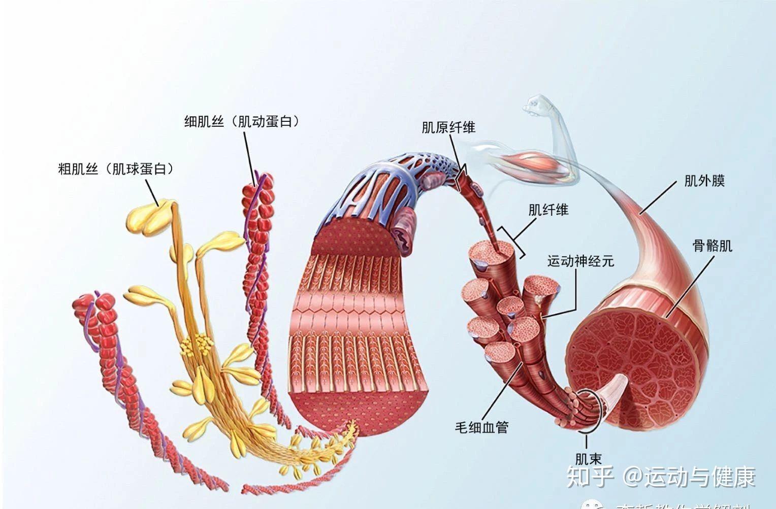 怎么缓解颈部右侧肌肉紧张? - 知乎