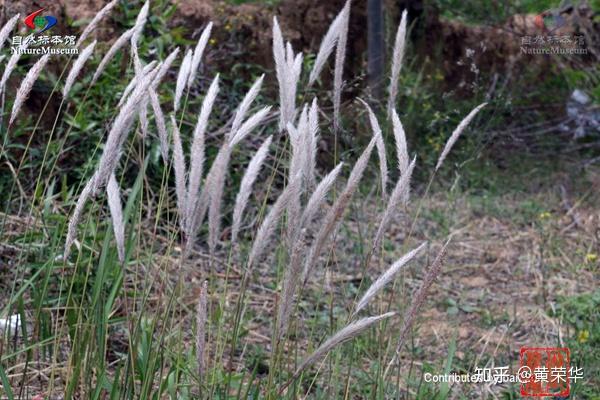 中国传统色彩草白色初探