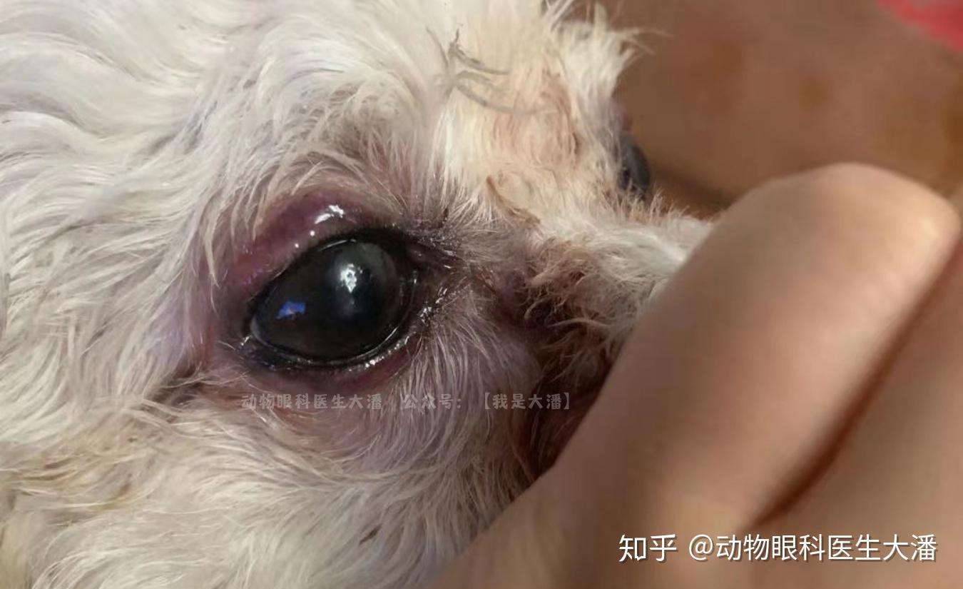 狗狗睑板腺炎的治疗,眼睛红肿的治疗.