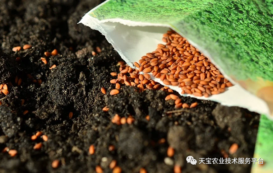 拌种剂、种衣剂、浸种剂区别在哪里? - 知乎