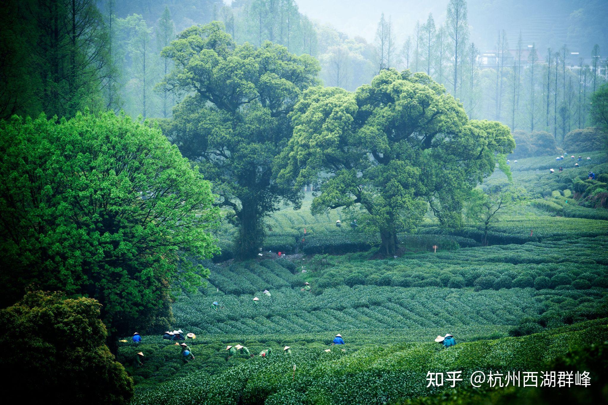 杭州龙井问茶景点图片图片
