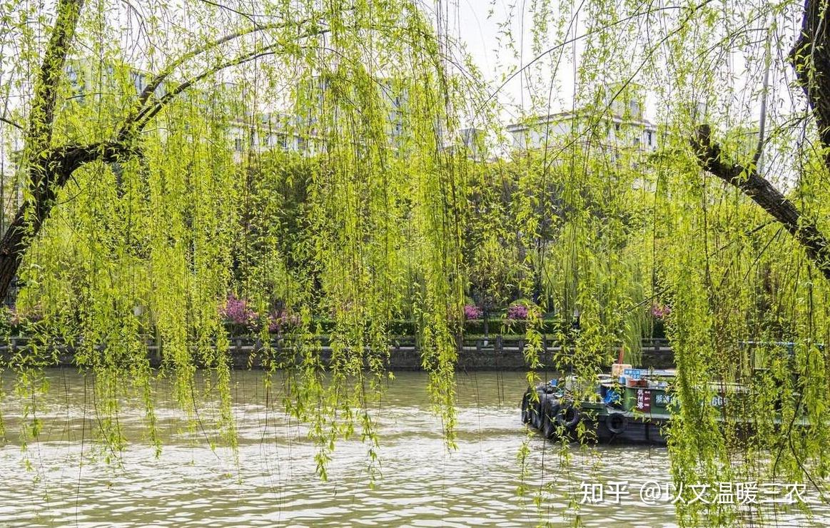 清明节习俗大盘点,各地有各地的特点,清明节你的家乡有哪些习俗 - 知乎