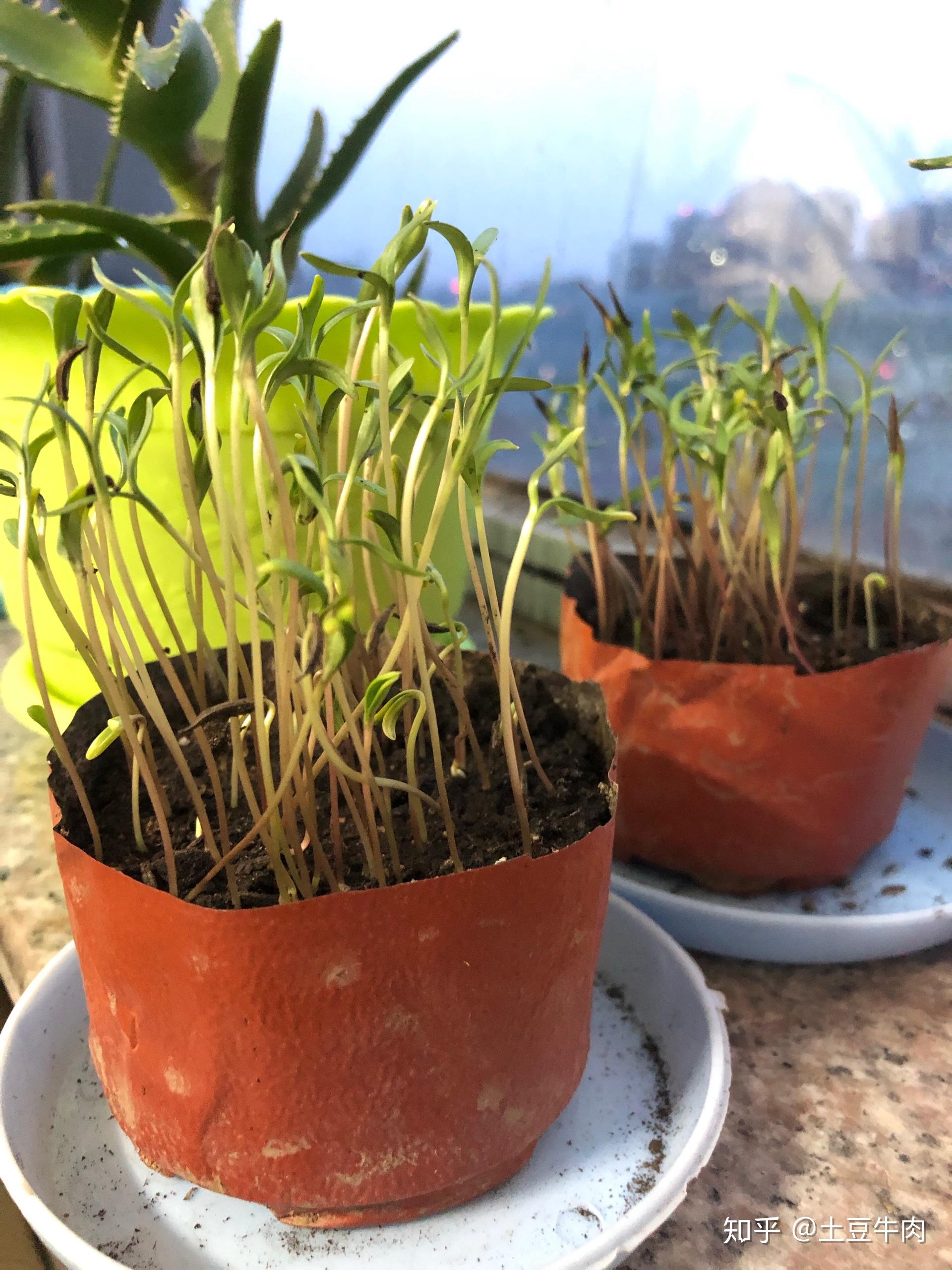 波斯菊种植日记 - 知乎