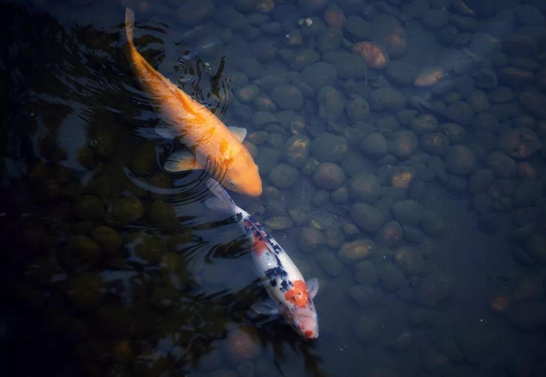 養魚攢好運這些深有寓意的觀賞魚算什麼運氣