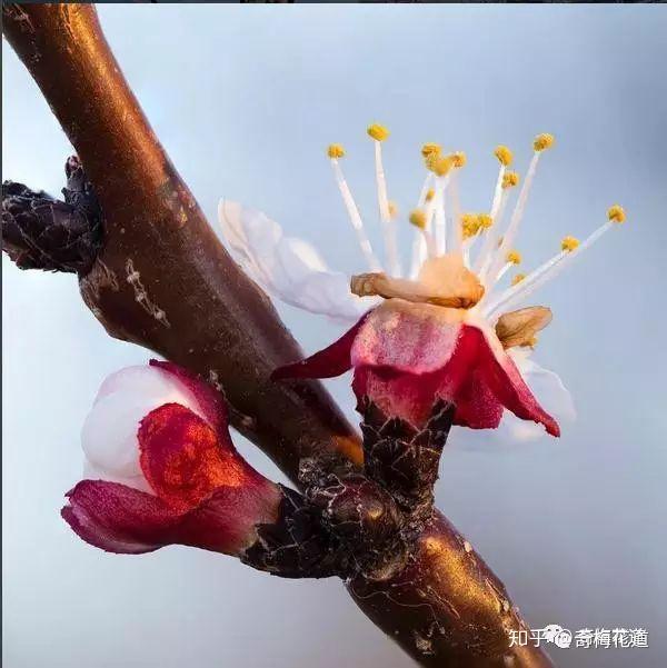 李花萼片图片