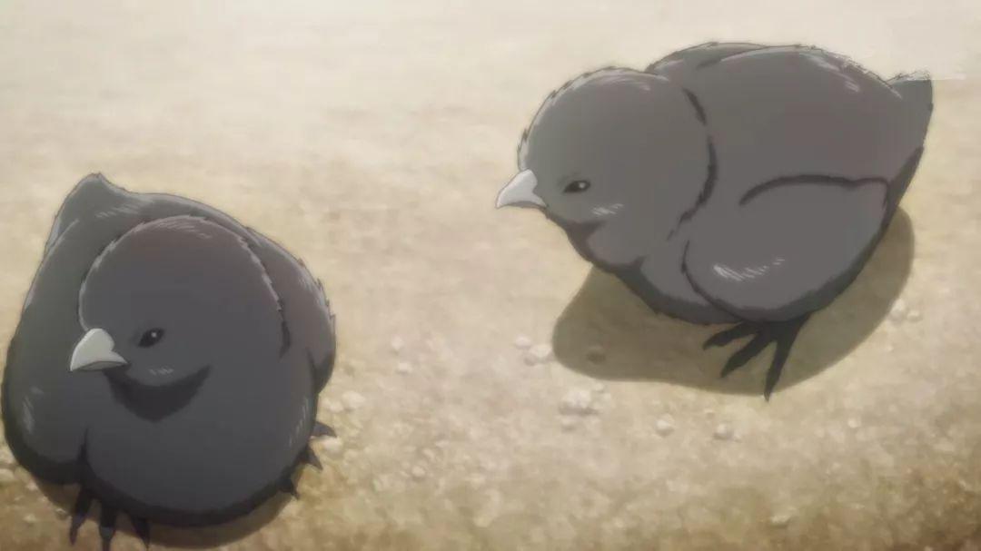 平时见到的乌鸡可不是这样的十月新番《厨神小当家》在推出前本大受