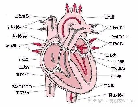 心肌细胞二联体图片