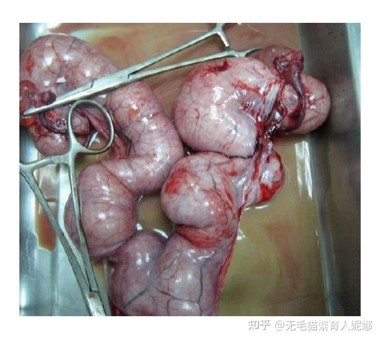 母猫子宫蓄脓手术5000图片