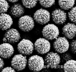 PLGA磁性微球是一种具有磁性和药物载体功能的微球 - 知乎