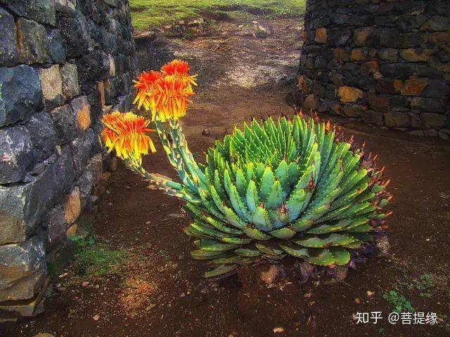 天价!天价!名贵植物排行,令人大开眼界-名贵植物图片