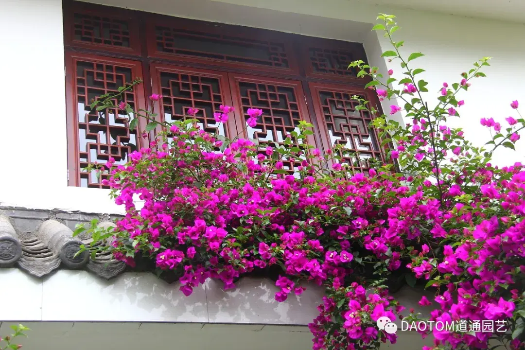 九种花墙制造机,每种轻松成墙!赶紧来上一棵! - 知乎