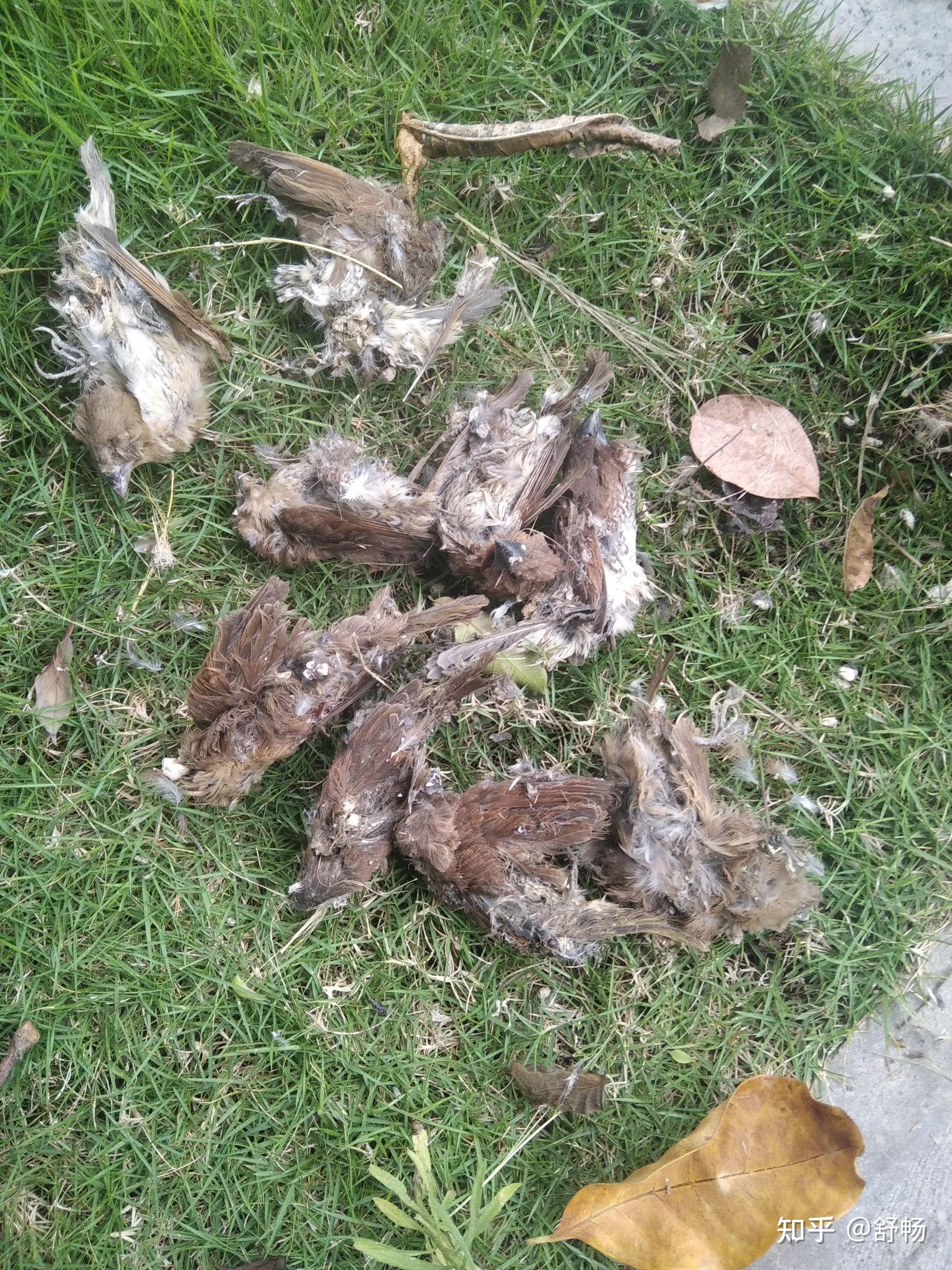 一个窝里面有9只死了的麻雀成鸟来分析一下是什么原因破案