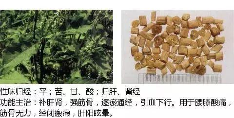 500余种中草药图  第412张