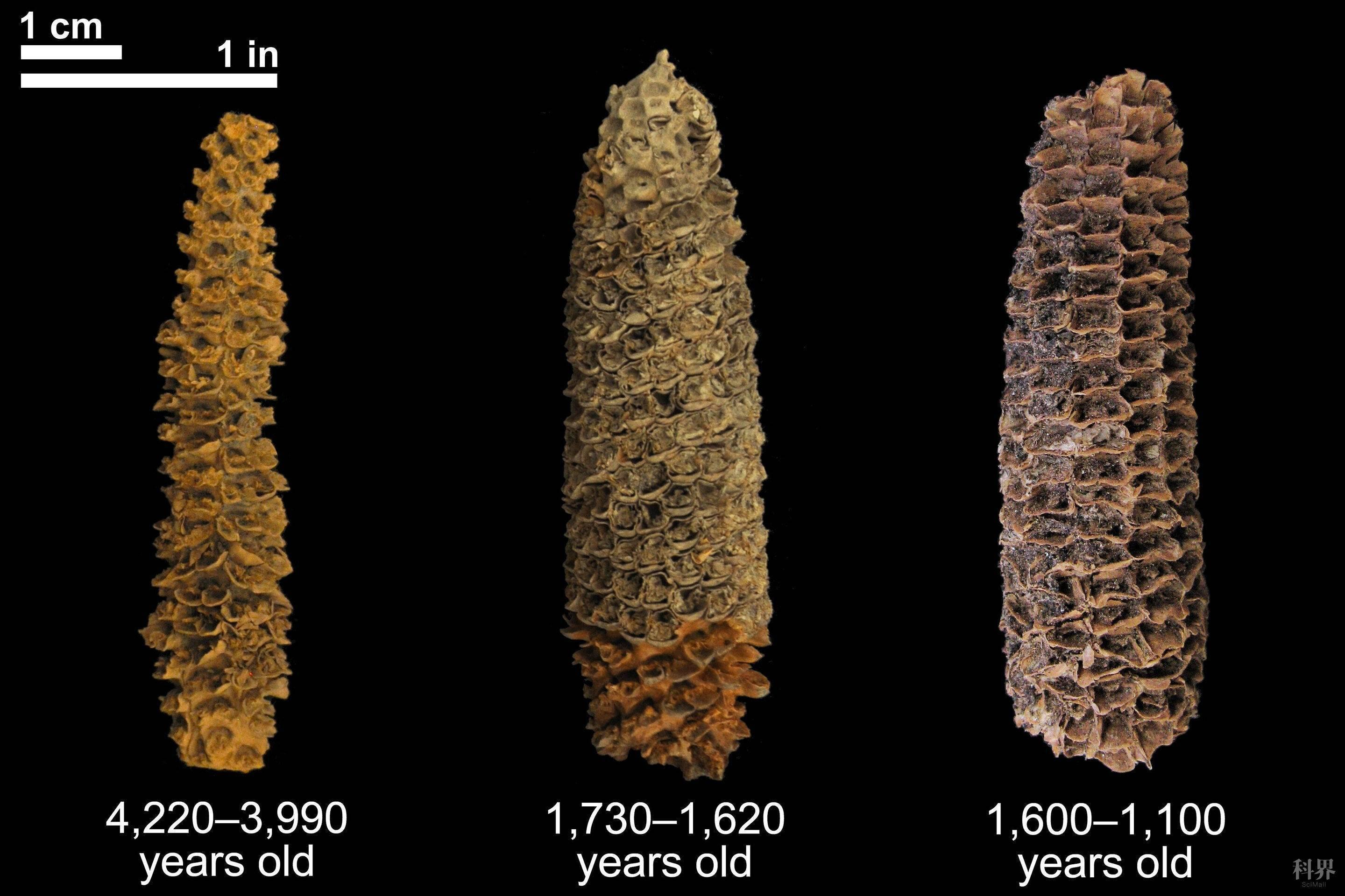 古老DNA改写9000年玉米“驯化”史 - 知乎