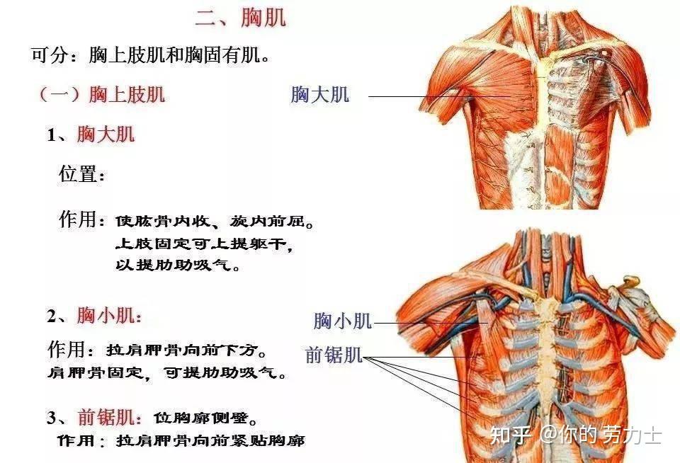 全身肌肉解剖图汇总及肌肉功能