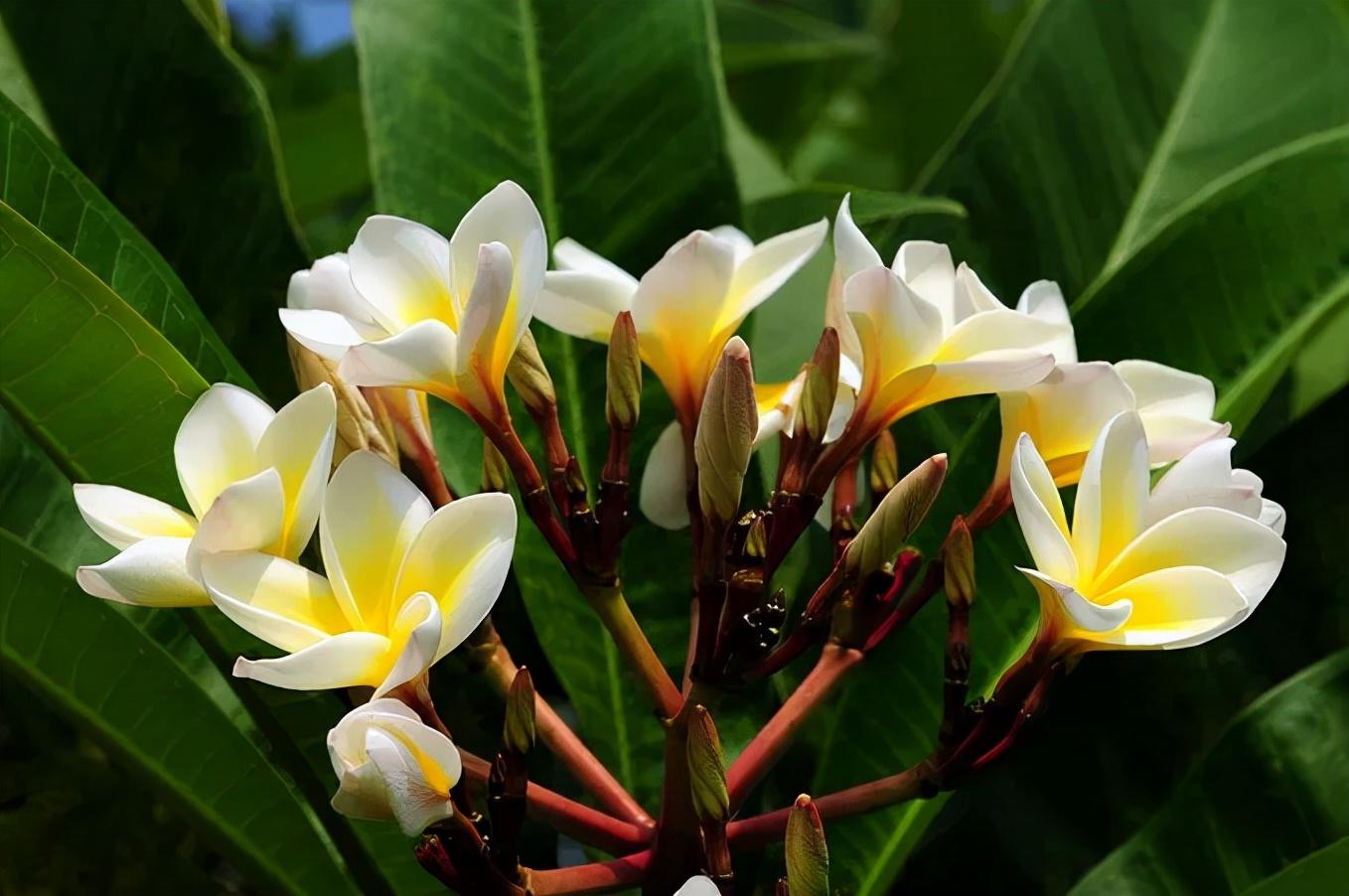 老挝国花占芭花让岁月在脸上不留痕