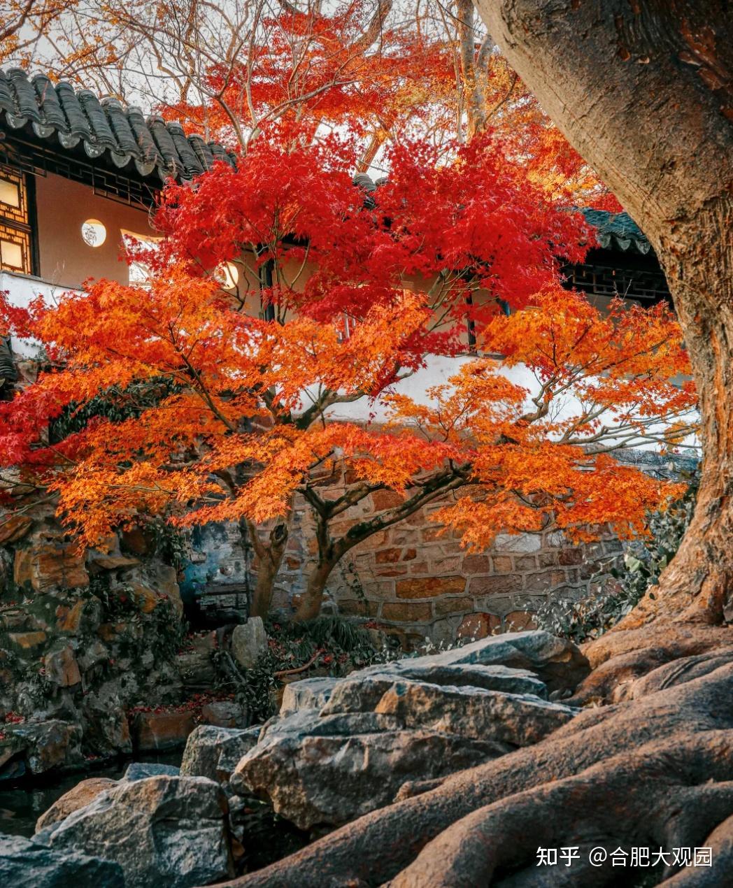 花园设计丨花园选树不踩雷！这几种“神仙树”闭眼种~ - 知乎
