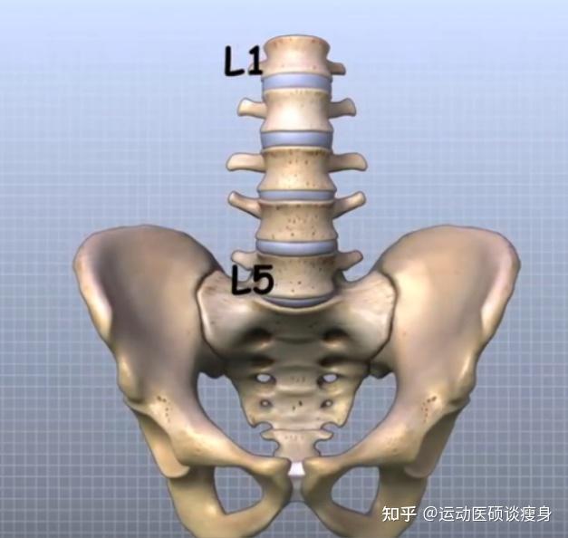 臀桥,麦肯基,平板支撑,五点着地,游泳倒走,侧桥必定导致脊柱侧弯椎骨