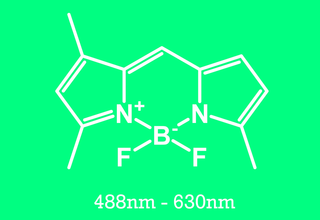 bodipy 染料是一种明亮且光稳定的荧光团,与所有类型的 fam(荧光素)