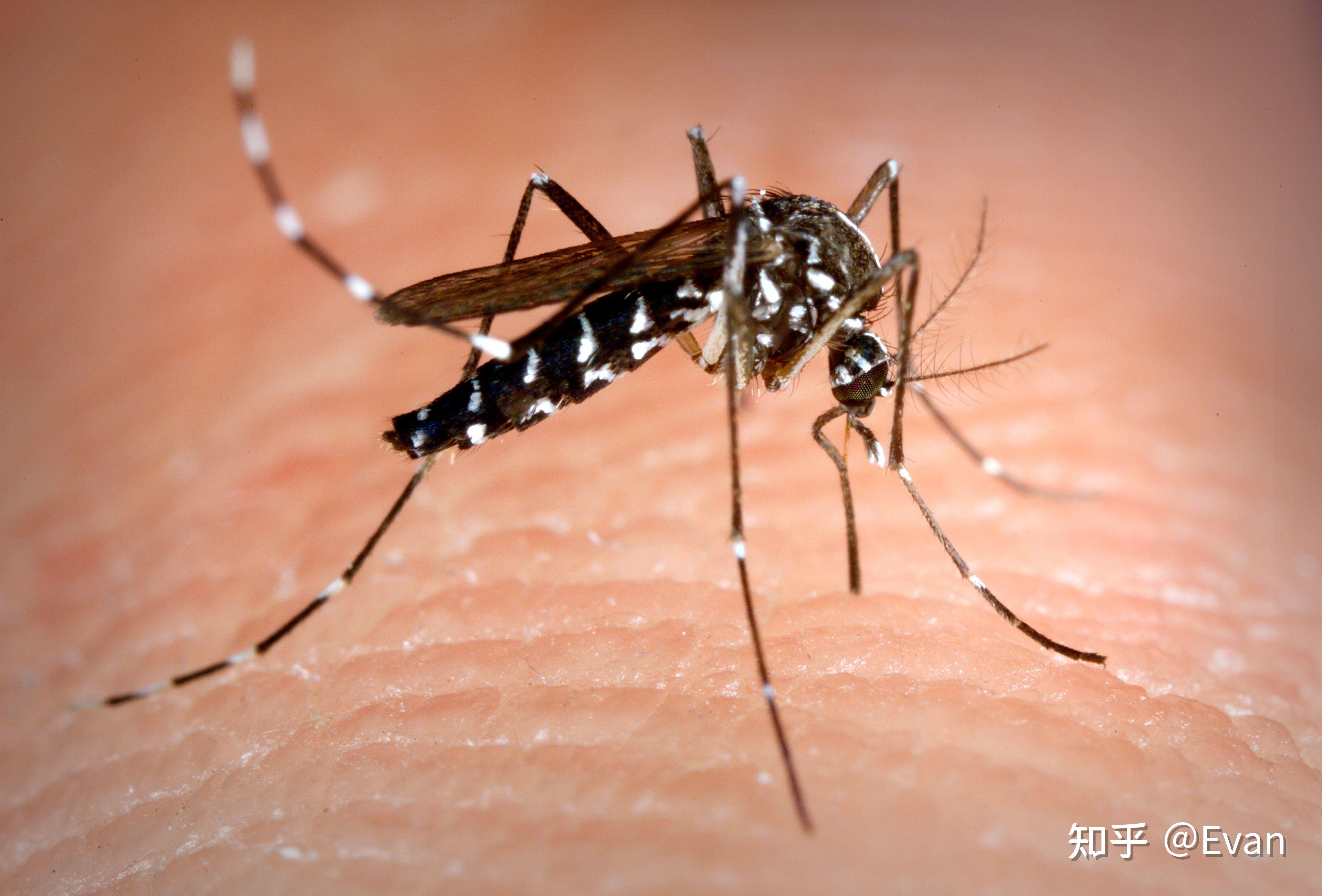 超过 70 张关于“蚊子咬”和“蚊子”的免费图片 - Pixabay