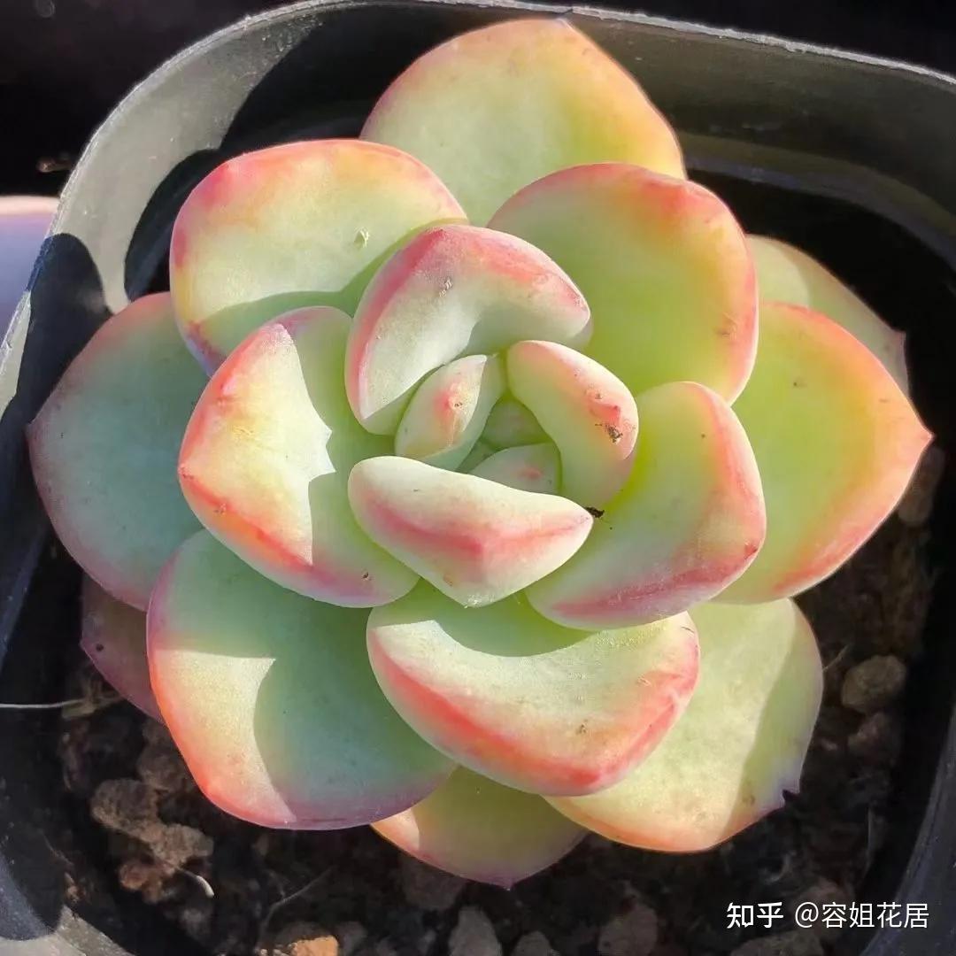 养多肉就要选"会报恩"的,听话又懂事,养起来超有成就感