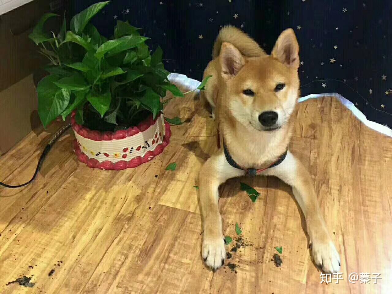 论柴犬的成长过程和尴尬期